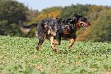 BEAUCERON 520